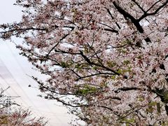-高东镇樱花园