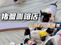 -猪盟咖啡店(玖洲道店)