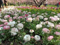 -香山公园