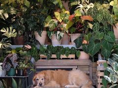 -自由生长植物工作室(深港花卉中心店)
