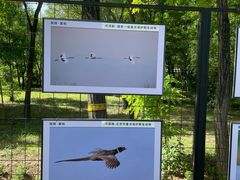 -野鸭湖国家湿地公园