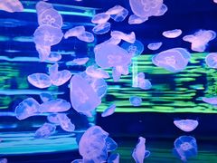 -石家庄极地海洋世界