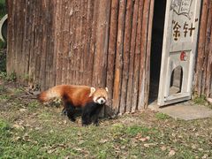 -合肥野生动物园