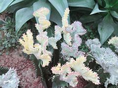 -北京呀路古热带植物园