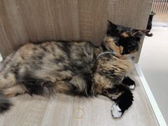 -藏猫猫咖啡主题馆(中央大道店)