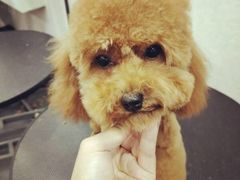 -八公叔叔宠物美容连锁(春申店)