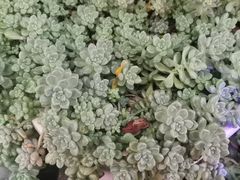 -山菌美食苑(振兴路店)