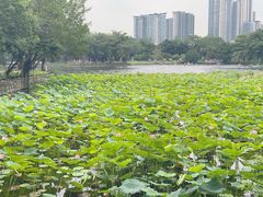 -荔湾湖公园