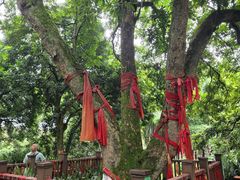 -张坝桂圆林公园