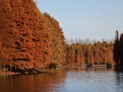 -上海海湾国家森林公园