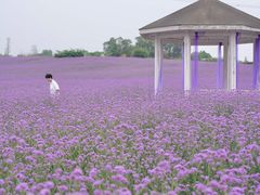 -紫颐香薰山谷景区
