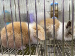 -青石桥花鸟鱼虫市场(叠翠城店)