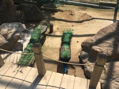 孔雀-西安世博园