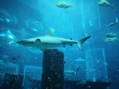 -迪拜水族馆及水下动物园