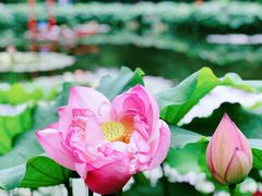 -陈家山荷花公园