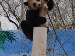 -秦皇岛野生动物园