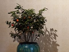 -十二舍·湯物素煮(江泰潤政店)