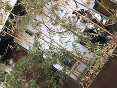 -黑胶星球(华发中城商都店)
