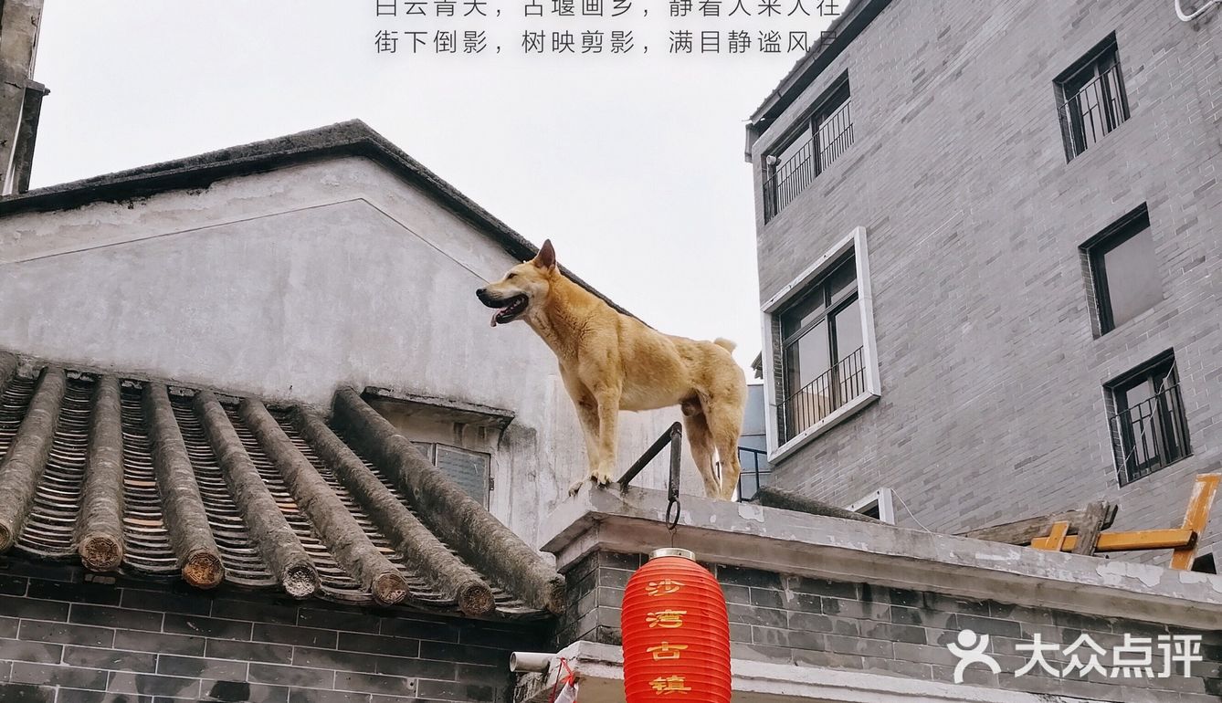 广州周边游[胜利]沙湾古镇吃吃喝喝