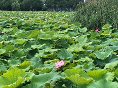 -荷塘月色湿地公园·向阳花洲