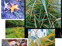 -永定河休闲森林公园