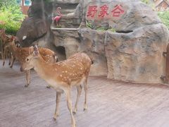 -野象谷景区