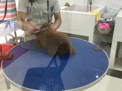 -乐嘟嘟宠物医院