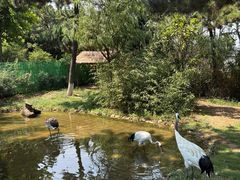 -西霞口神雕山野生动物世界