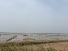 -盐城丹顶鹤湿地生态旅游区