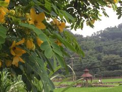 -红山村