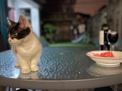 -逗柴咖啡屋·狗咖猫咖宠物桌游