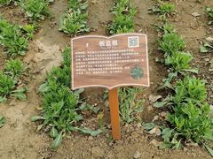 -草根堂农场