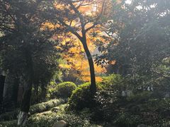 -十八棵（老龙井）御茶园(老龙井店)