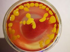 -蟹榭(静安寺晶品商场店)