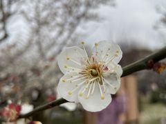 -香雪海
