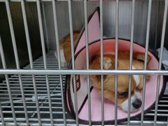 -瑞鹏宠物医院·超声·骨科·奇麟分院(蜀都万达店)