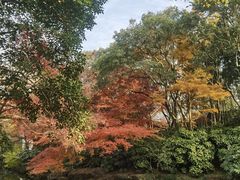 -秋霞圃