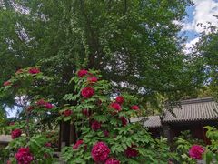 -潭柘寺景区