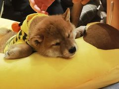 -逗柴咖啡屋·狗咖猫咖宠物桌游