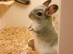 -龙猫仔乐园(惠福东路店)