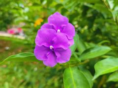 -中国科学院华南植物园