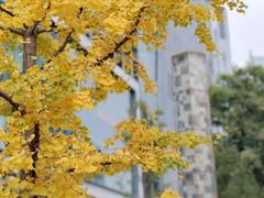 -中央广播电视总台(光华路办公区)