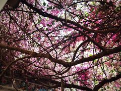 -深圳国际园林花卉博览园