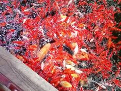 -新世纪绿洲(抚顺店)