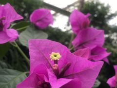-呀路古热带植物园