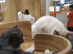-屋虎猫馆(宝安大仟里店)