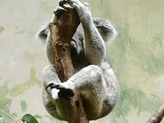 -广州长隆野生动物世界
