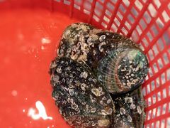 -庆余生平价生猛海鲜(海棠湾林旺夜市店)