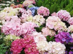 -深圳仙湖植物园