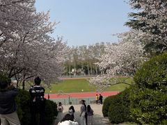 -武汉大学-樱园